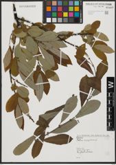 Foto von Salix aegyptiaca L.